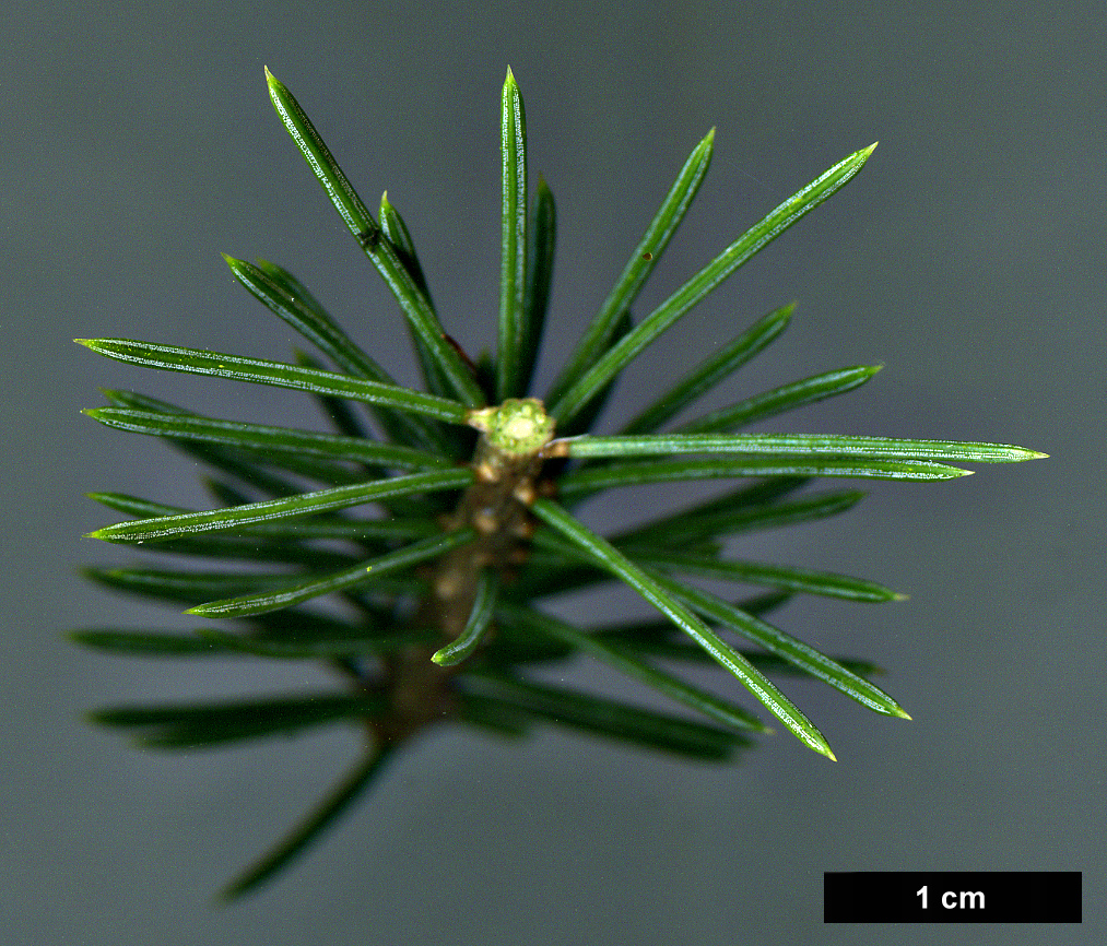 High resolution image: Family: Pinaceae - Genus: Picea - Taxon: schrenkiana - SpeciesSub: subsp. tianshanica